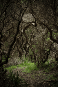 Screen Shot 2014-10-30 at 4.54.29 pm