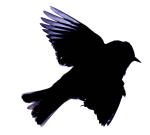 Screen Shot 2015-04-15 at 5.14.01 pm